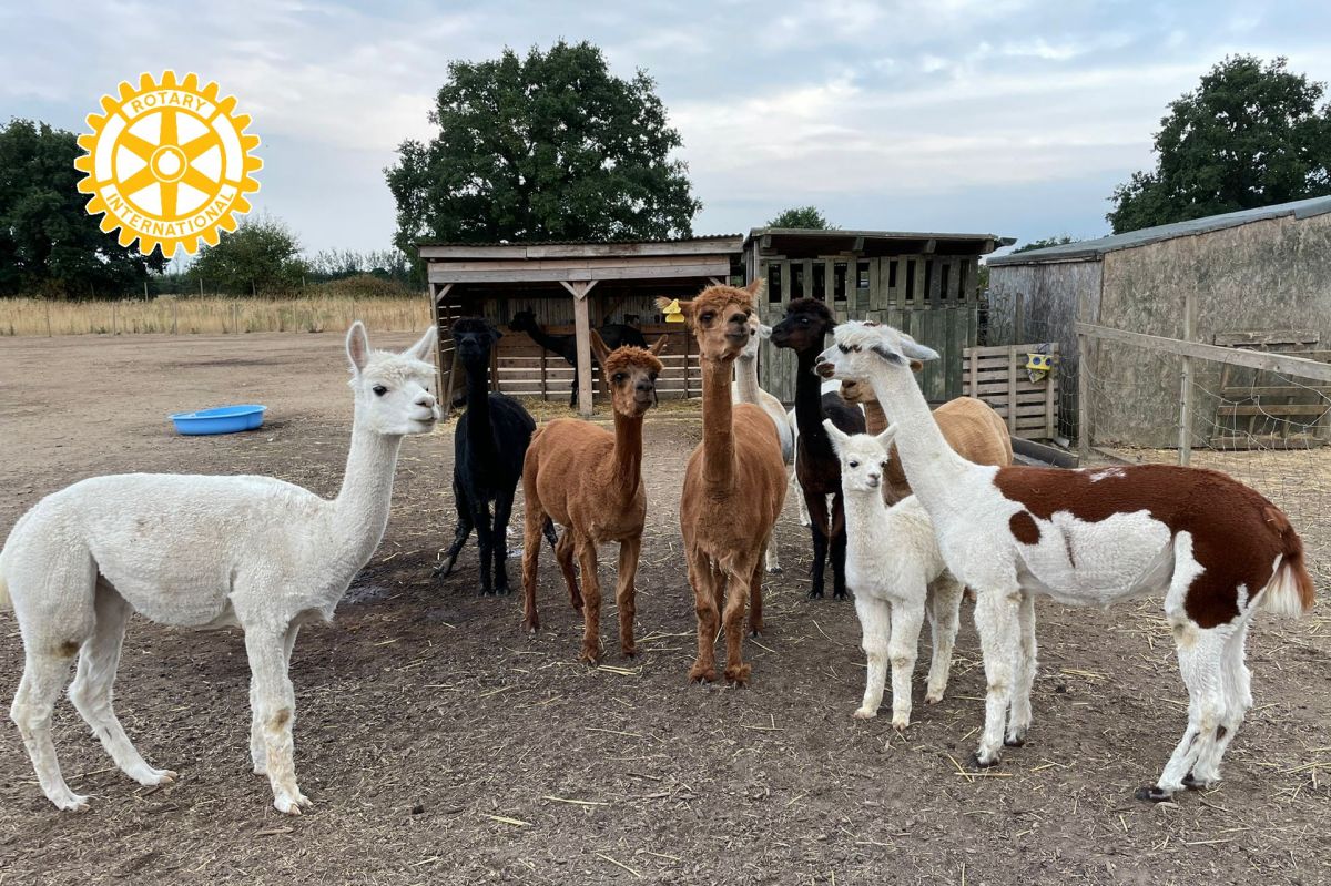 A visit to Yarra Farm, Stanway Green Rotary Club of Colchester Camulos